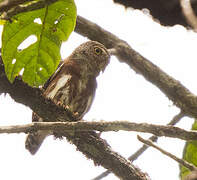 Central American Pygmy Owl