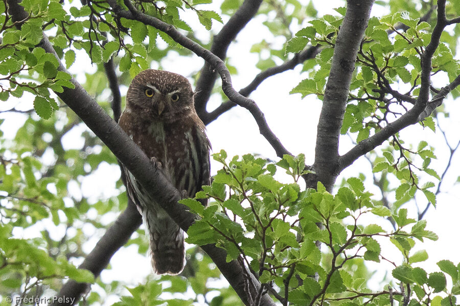 Austral Pygmy Owl