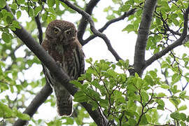 Austral Pygmy Owl