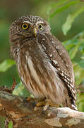 Ferruginous Pygmy Owl