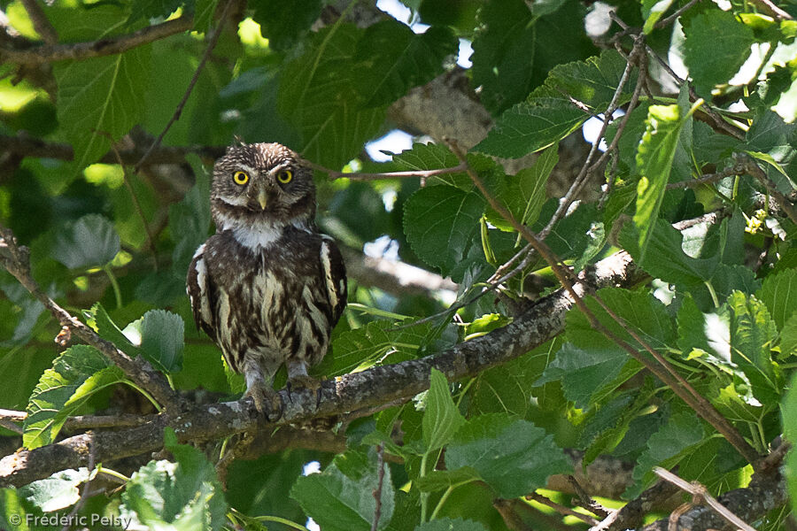 Ferruginous Pygmy Owl