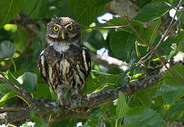 Ferruginous Pygmy Owl