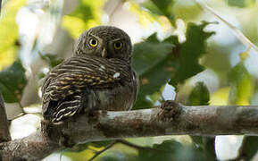 Asian Barred Owlet