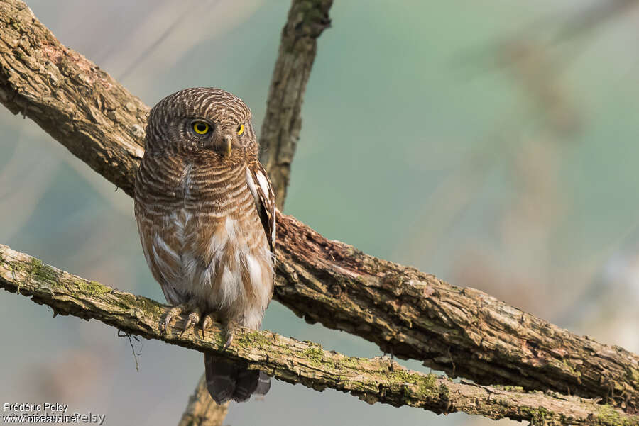 Asian Barred Owletadult, identification