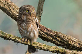 Asian Barred Owlet