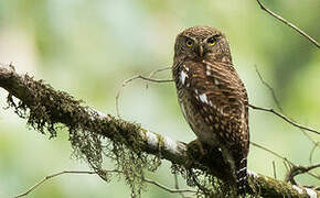 Asian Barred Owlet