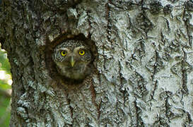 Eurasian Pygmy Owl