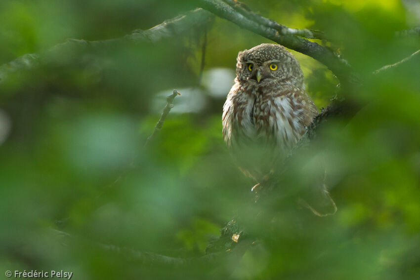 Eurasian Pygmy Owladult