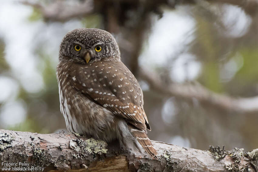 Eurasian Pygmy Owladult, identification