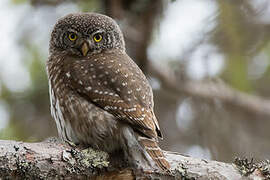 Eurasian Pygmy Owl