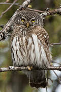 Eurasian Pygmy Owl