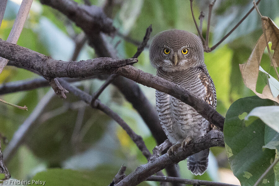 Jungle Owlet