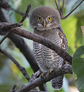 Jungle Owlet