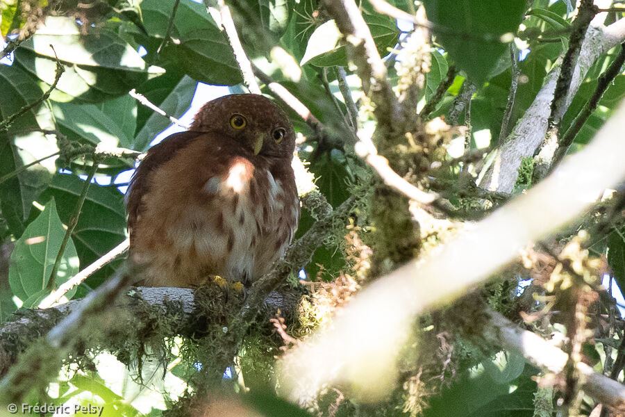 Cloud-forest Pygmy Owl