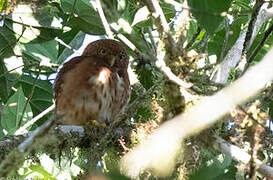 Cloud-forest Pygmy Owl