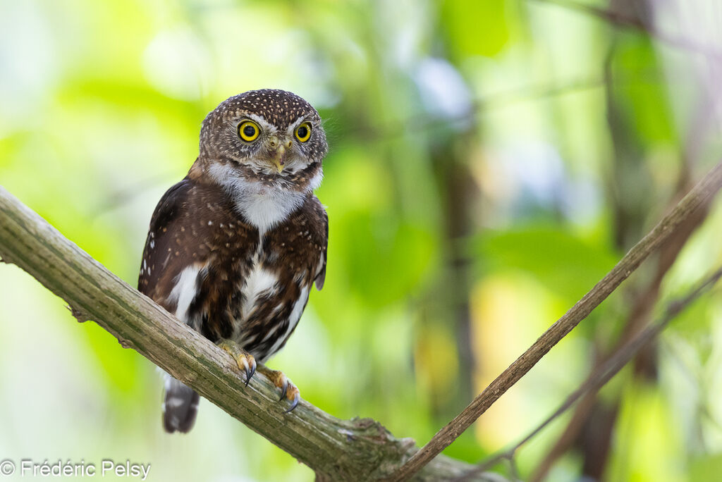 Costa Rican Pygmy Owl