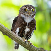 Costa Rican Pygmy Owl