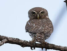 Pearl-spotted Owlet