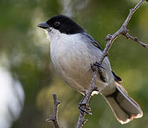 Black-capped Warbling Finch