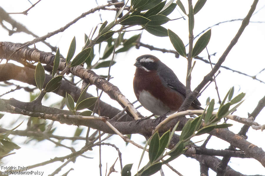 Black-and-chestnut Warbling Finchadult, identification