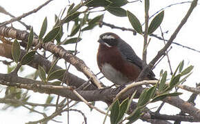 Black-and-chestnut Warbling Finch