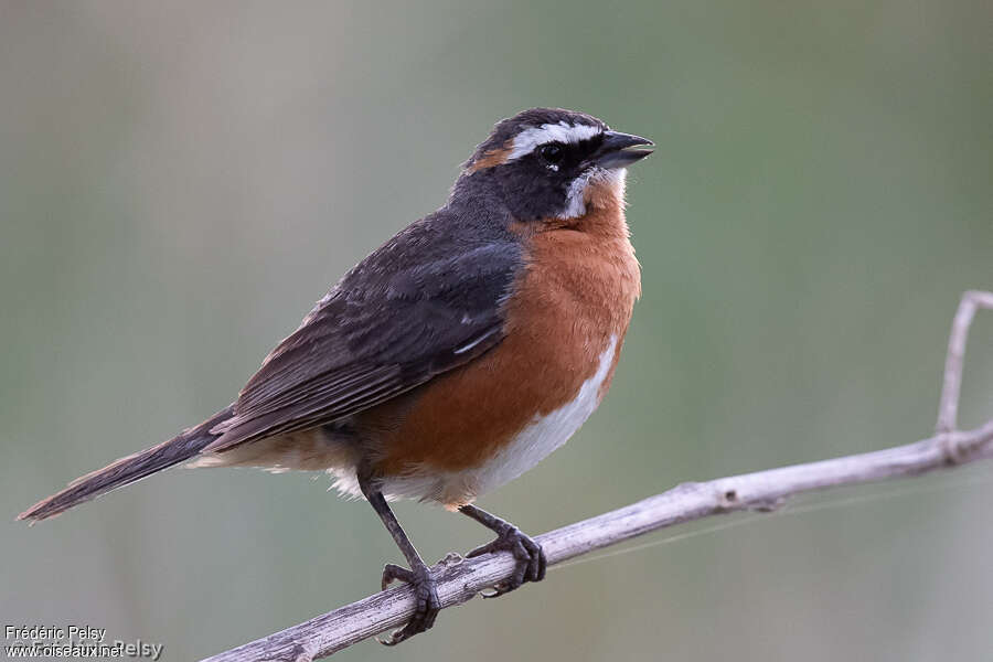 Black-and-rufous Warbling Finch male adult breeding, identification