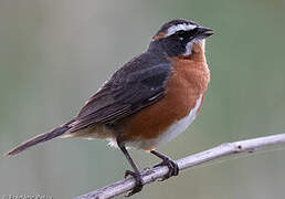 Black-and-rufous Warbling Finch