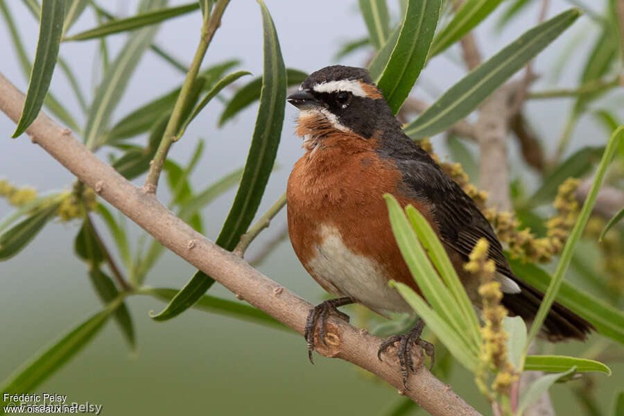 Black-and-rufous Warbling Finch male adult, close-up portrait