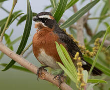 Black-and-rufous Warbling Finch