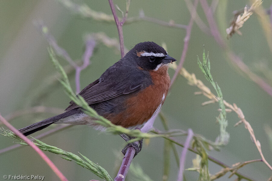 Black-and-rufous Warbling Finch