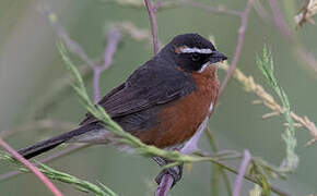 Black-and-rufous Warbling Finch