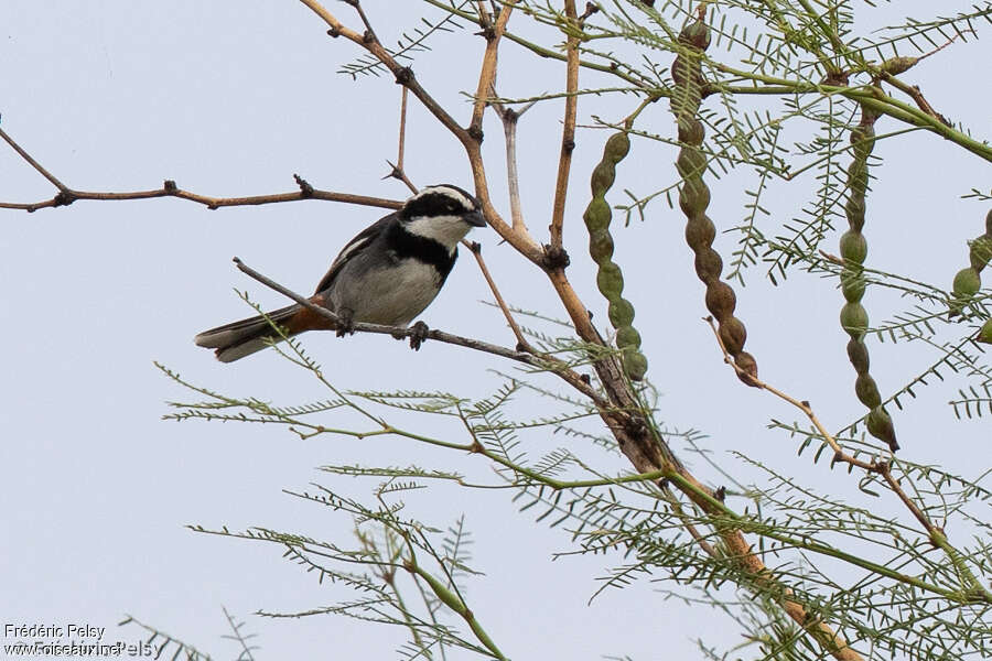 Ringed Warbling Finchadult, identification