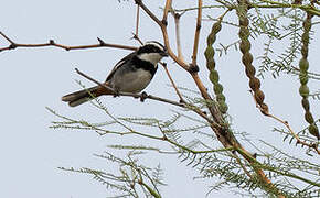 Ringed Warbling Finch