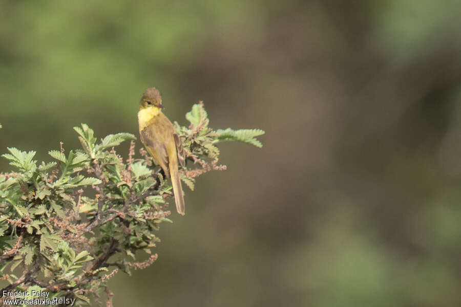 African Yellow Warbleradult