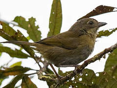 Common Bush Tanager