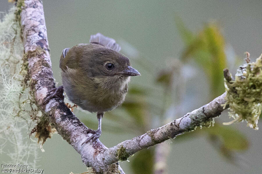 Chlorospin des buissonsimmature, portrait