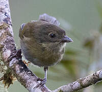 Common Bush Tanager