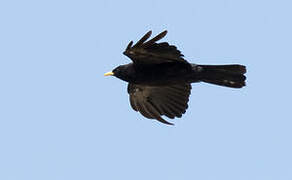 Alpine Chough