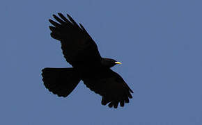 Alpine Chough