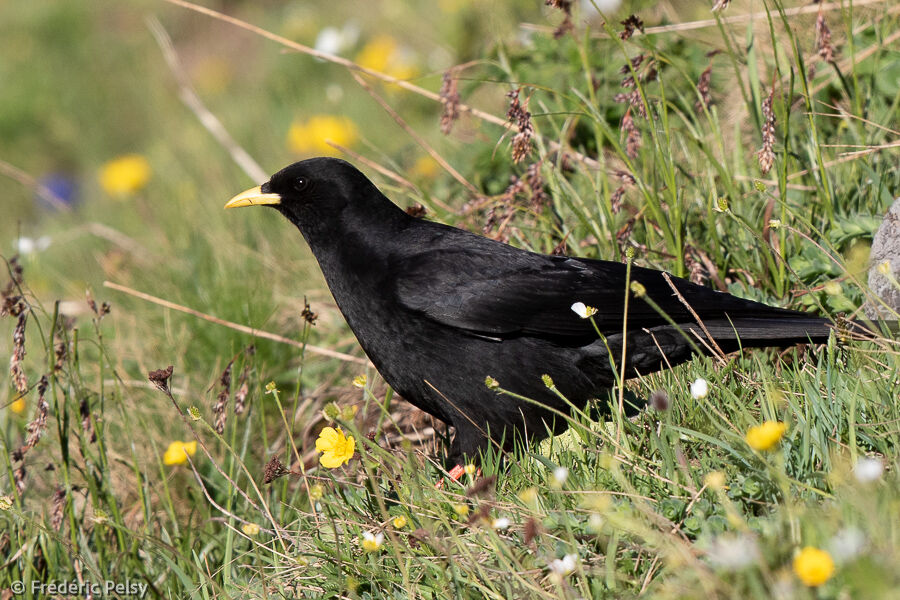 Alpine Chough