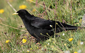 Alpine Chough