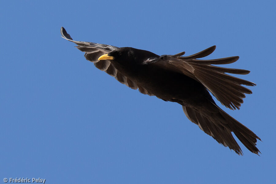 Alpine Chough, Flight