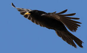 Alpine Chough