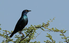 Cape Starling