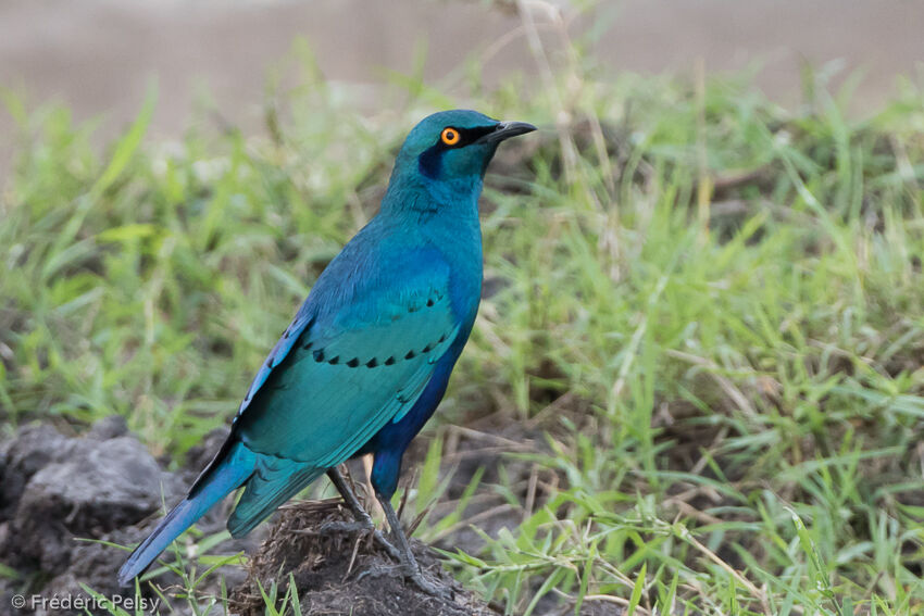 Greater Blue-eared Starlingadult