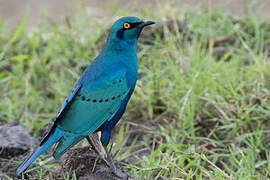 Greater Blue-eared Starling