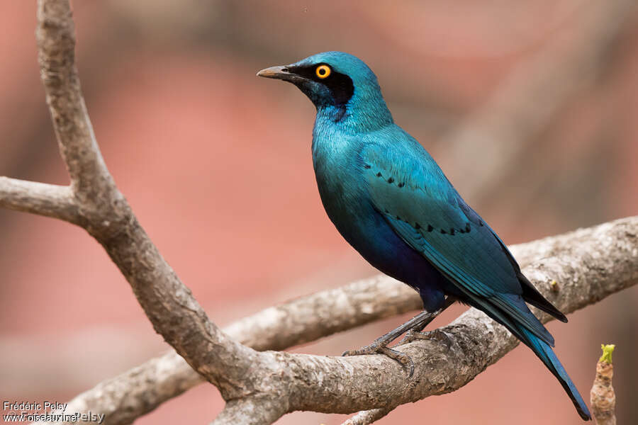 Greater Blue-eared Starlingadult, identification