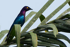 Copper-tailed Starling