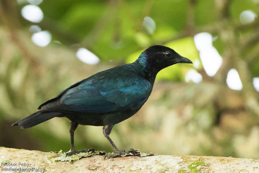 Purple-headed Starlingadult, identification