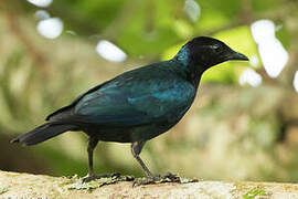 Purple-headed Starling